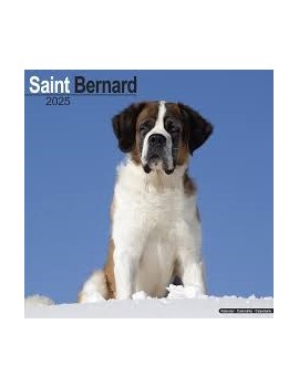 Calendrier Saint Bernard 2026