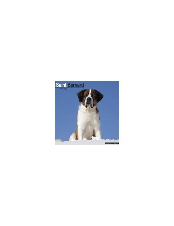 Calendrier Saint Bernard 2026