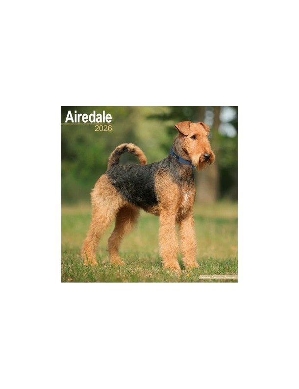 Calendrier Airedale 2026