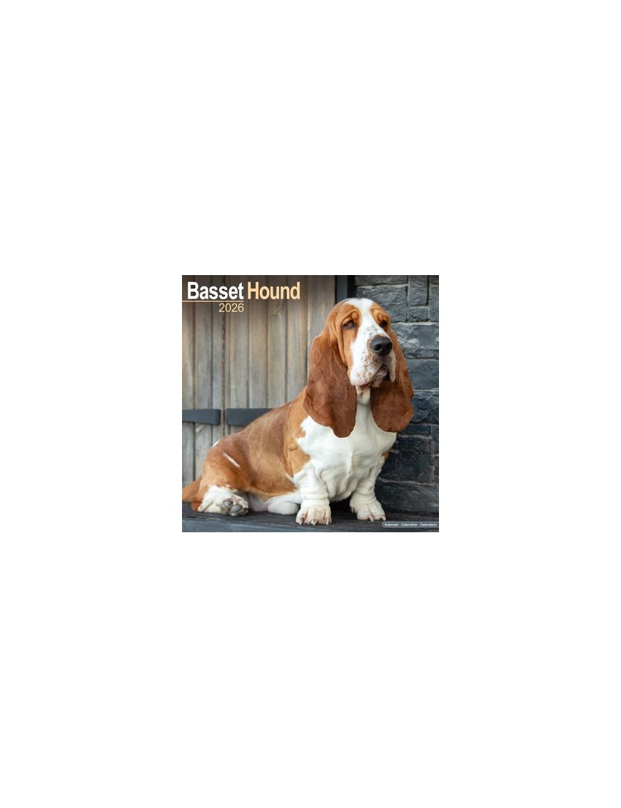 Calendrier Basset Hound 2026