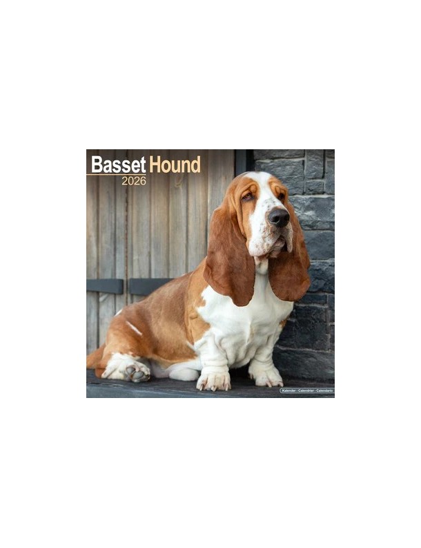 Calendrier Basset Hound 2026