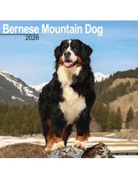Calendrier Bouvier bernois 2026