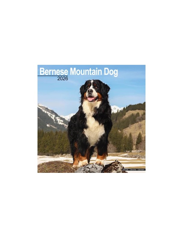 Calendrier Bouvier bernois 2026