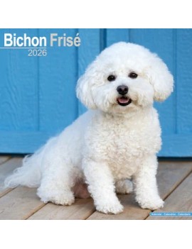 Calendrier Bichon Frisé 2026