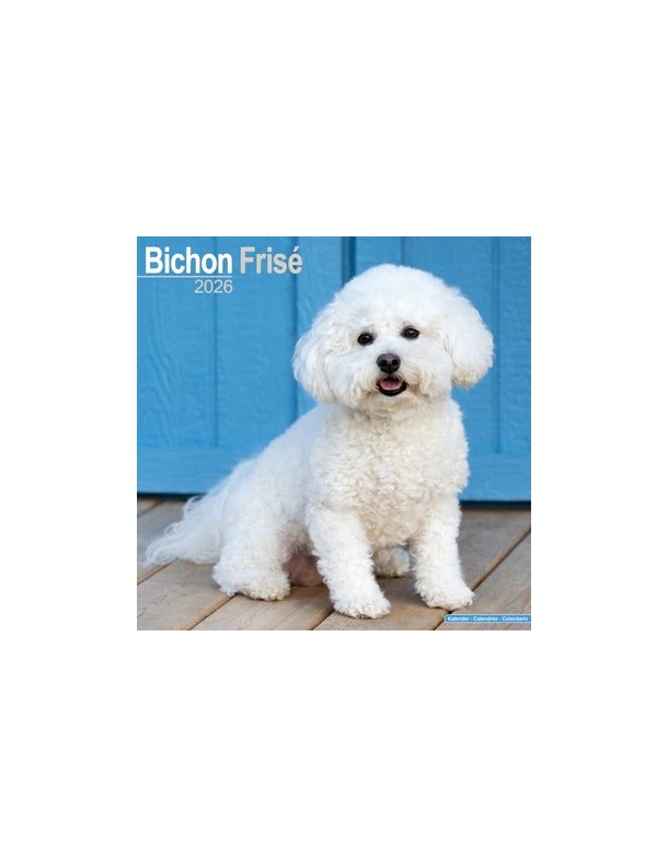 Calendrier Bichon Frisé 2026