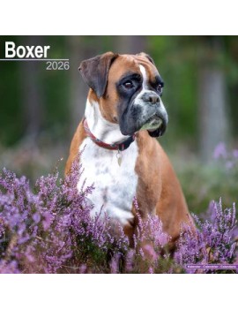 Calendrier Boxer 2026