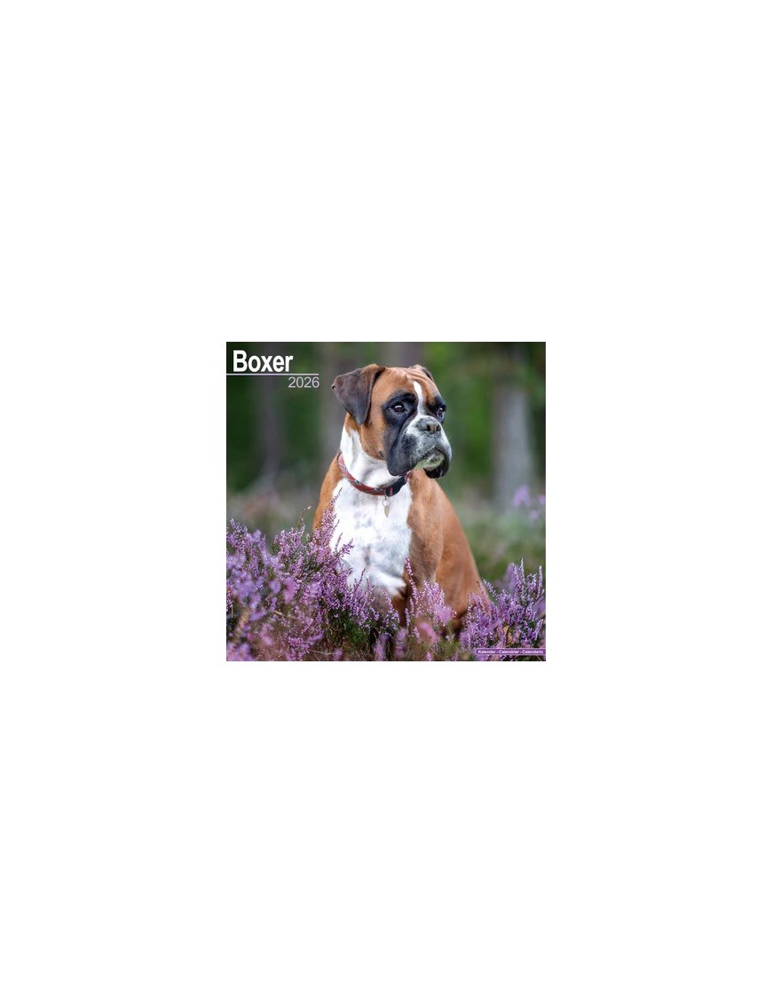 Calendrier Boxer 2026