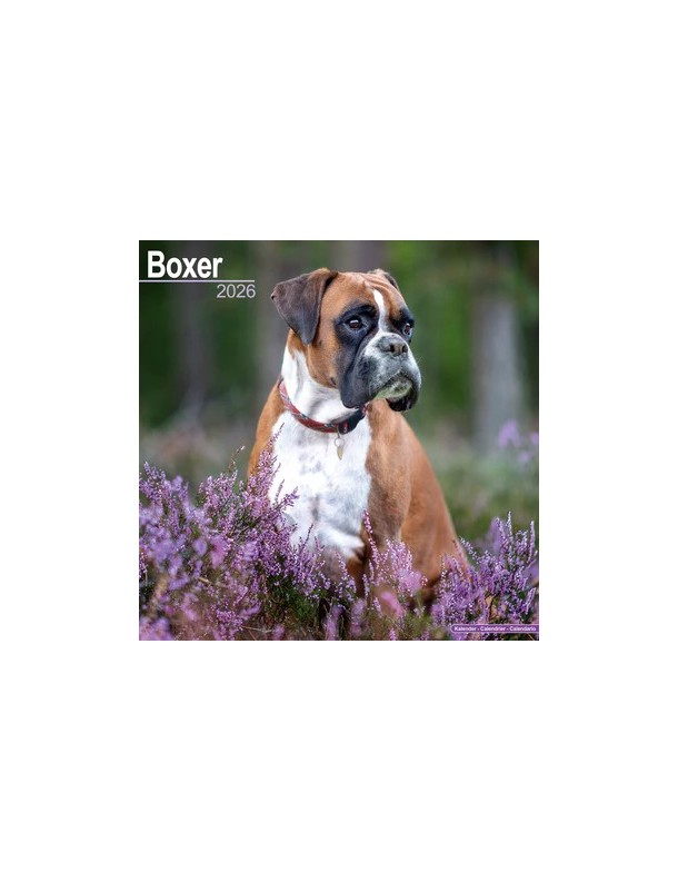 Calendrier Boxer 2026