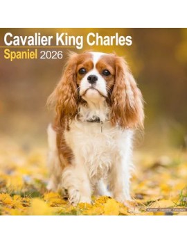 Calendrier Cavalier King Charles 2026