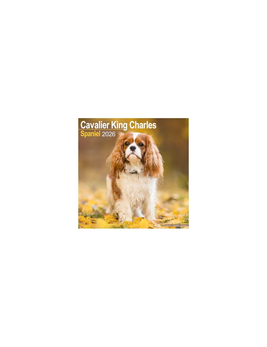 Calendrier Cavalier King Charles 2026