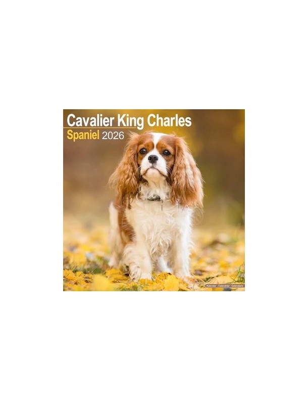 Calendrier Cavalier King Charles 2026