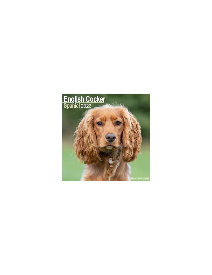 Calendrier Cocker Anglais 2026