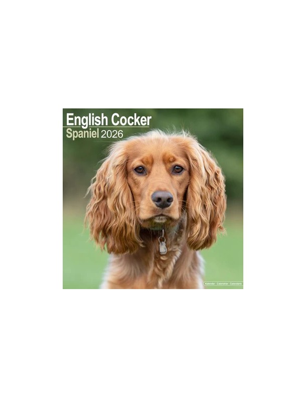 Calendrier Cocker Anglais 2026