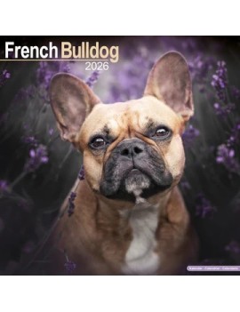 Calendrier Bouledogue Français 2026