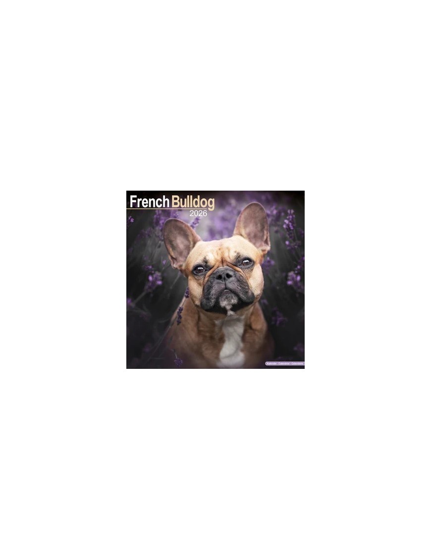 Calendrier Bouledogue Français 2026