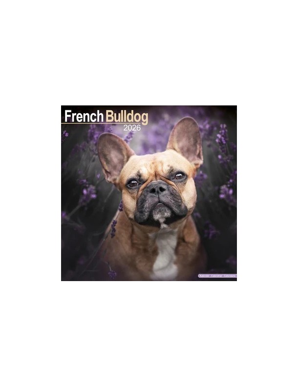 Calendrier Bouledogue Français 2026