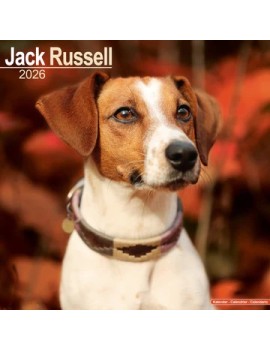 Calendrier Jack Russell 2026