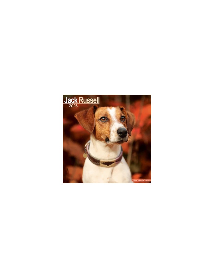 Calendrier Jack Russell 2026