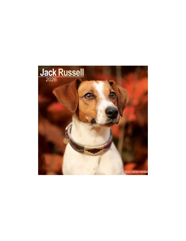 Calendrier Jack Russell 2026
