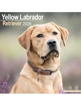 Calendrier Labrador 2026
