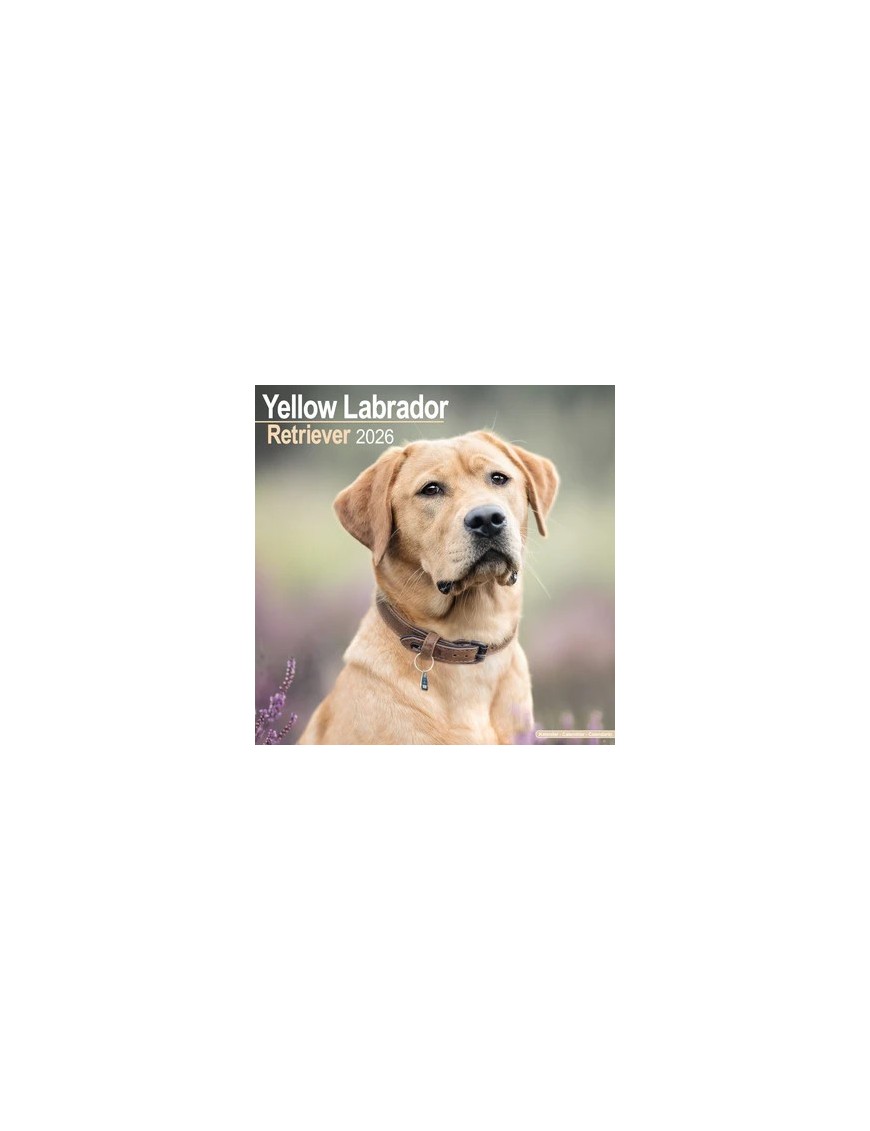 Calendrier Labrador 2026