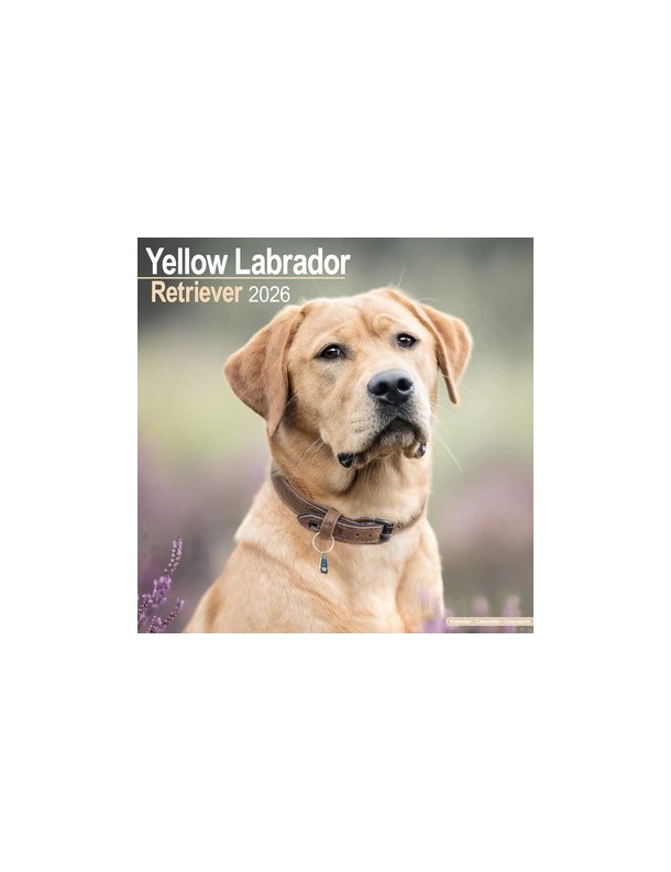 Calendrier Labrador 2026
