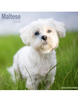 Calendrier Bichon Maltais 2026
