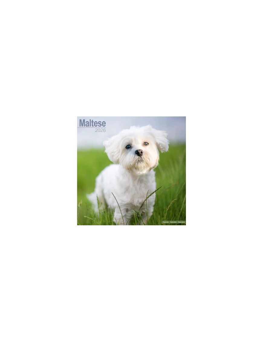 Calendrier Bichon Maltais 2026