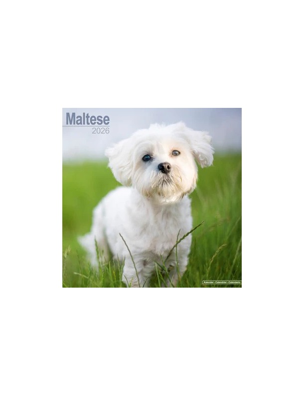 Calendrier Bichon Maltais 2026