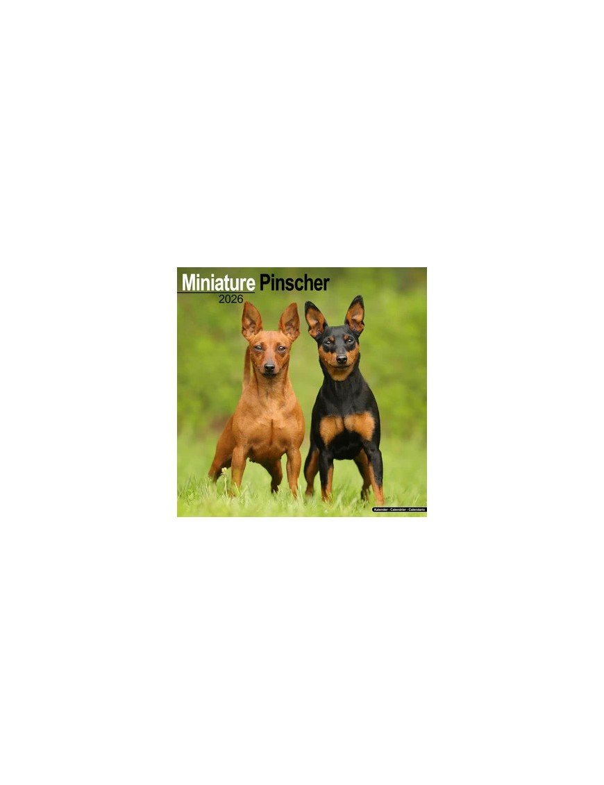 Calendrier Pinscher Miniature 2026