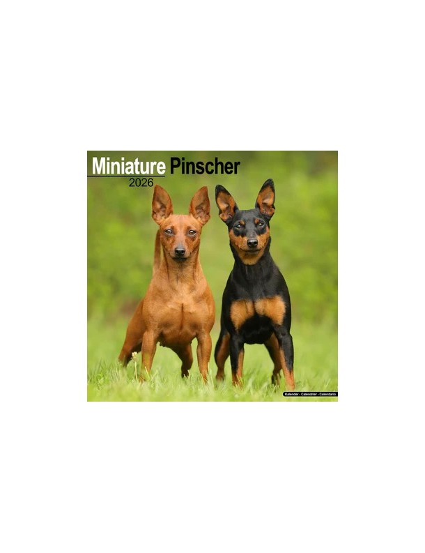 Calendrier Pinscher Miniature 2026