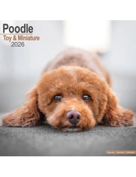 Calendrier Caniche Toy&miniature 2026