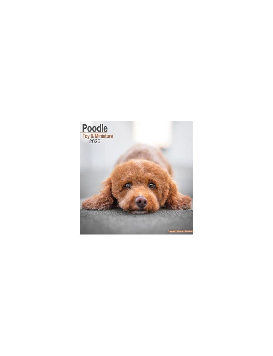 Calendrier Caniche Toy&miniature 2026