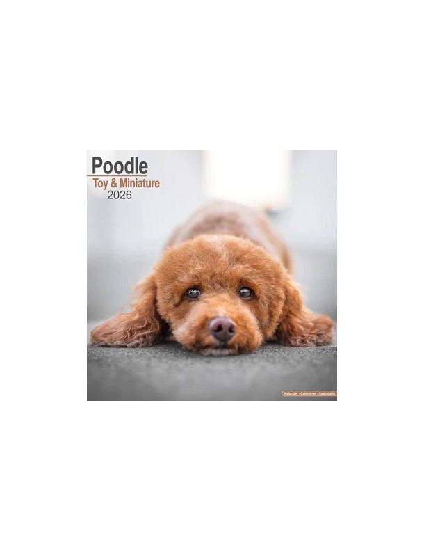 Calendrier Caniche Toy&miniature 2026