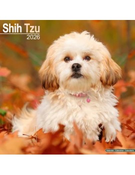 Calendrier Shih Tzu 2026
