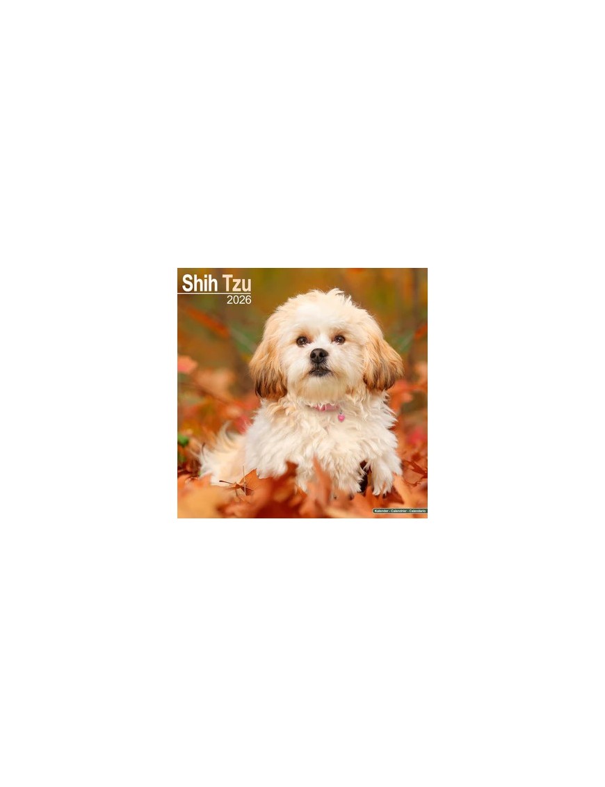 Calendrier Shih Tzu 2026
