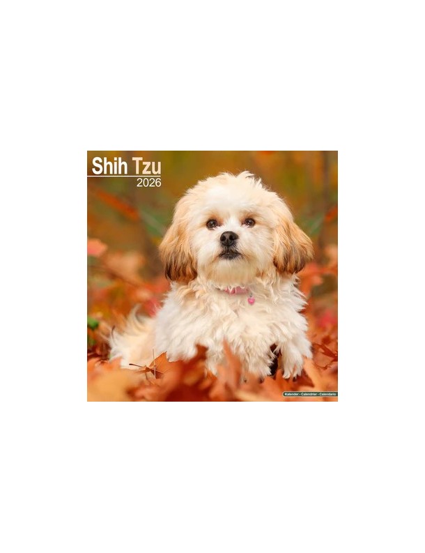 Calendrier Shih Tzu 2026
