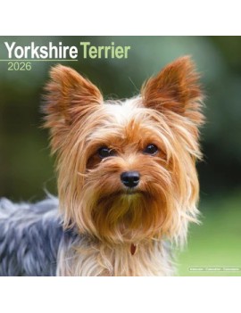 Calendrier Yorkshire Terrier 2026