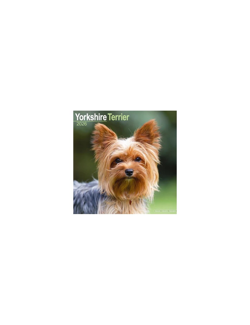 Calendrier Yorkshire Terrier 2026