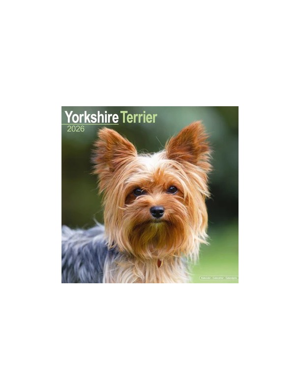 Calendrier Yorkshire Terrier 2026