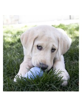 KONG pour chiot Bleu ou rose