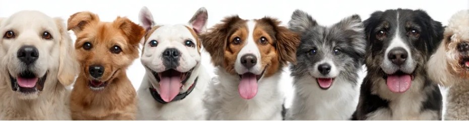 Chiens