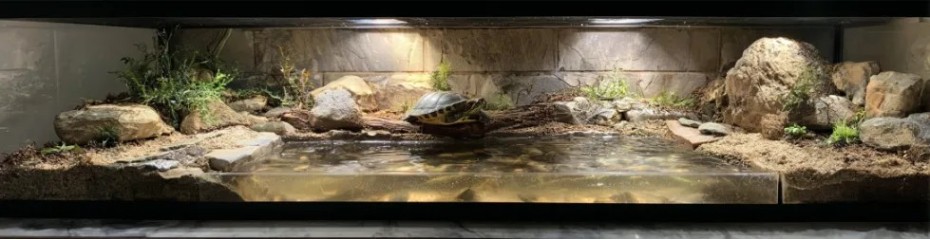 Tortues