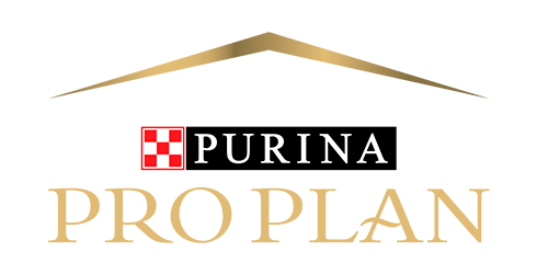 Pro Plan